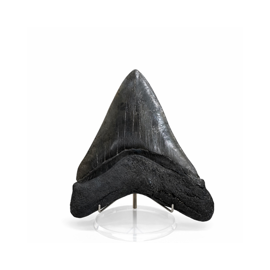 Large Fossilized Megaladon Tooth