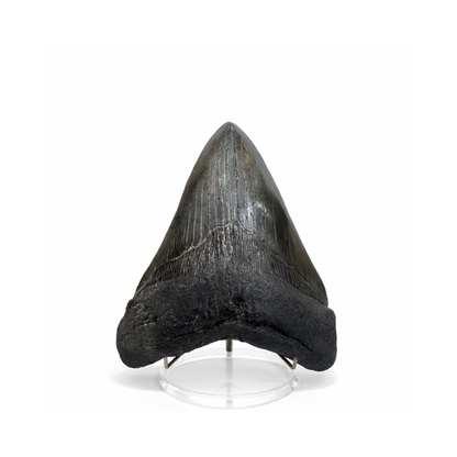 Large Fossilized Megaladon Tooth