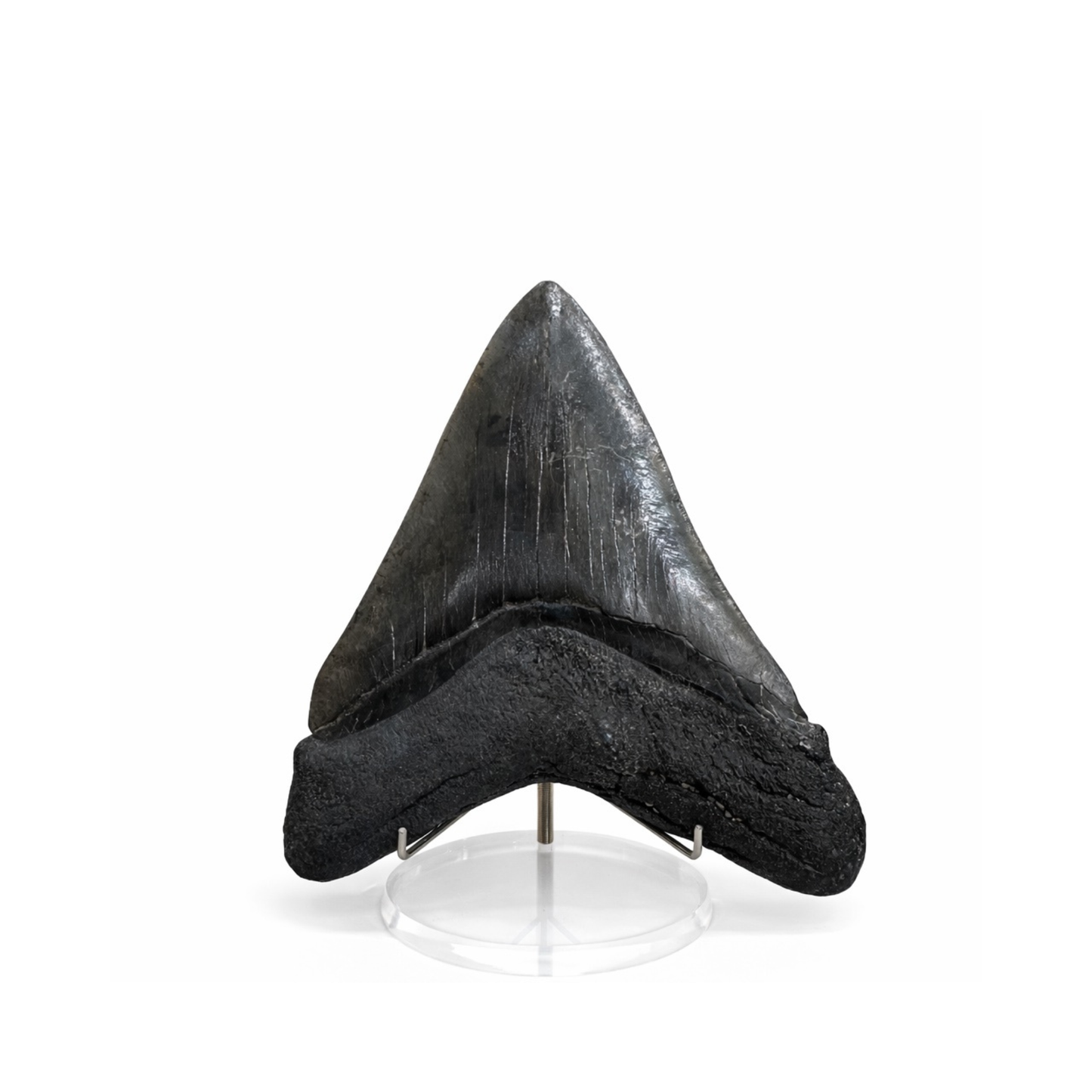 Large Fossilized Megaladon Tooth