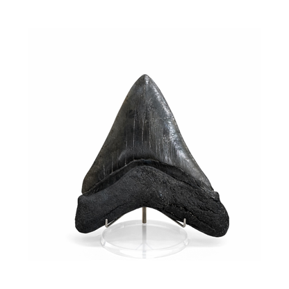 Large Fossilized Megaladon Tooth