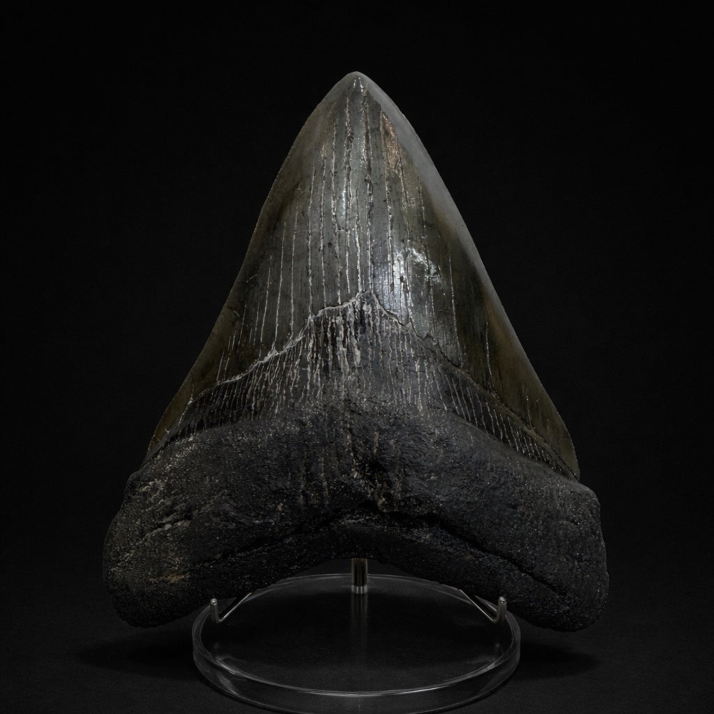 Large Fossilized Megaladon Tooth