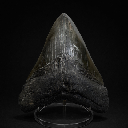 Large Fossilized Megaladon Tooth