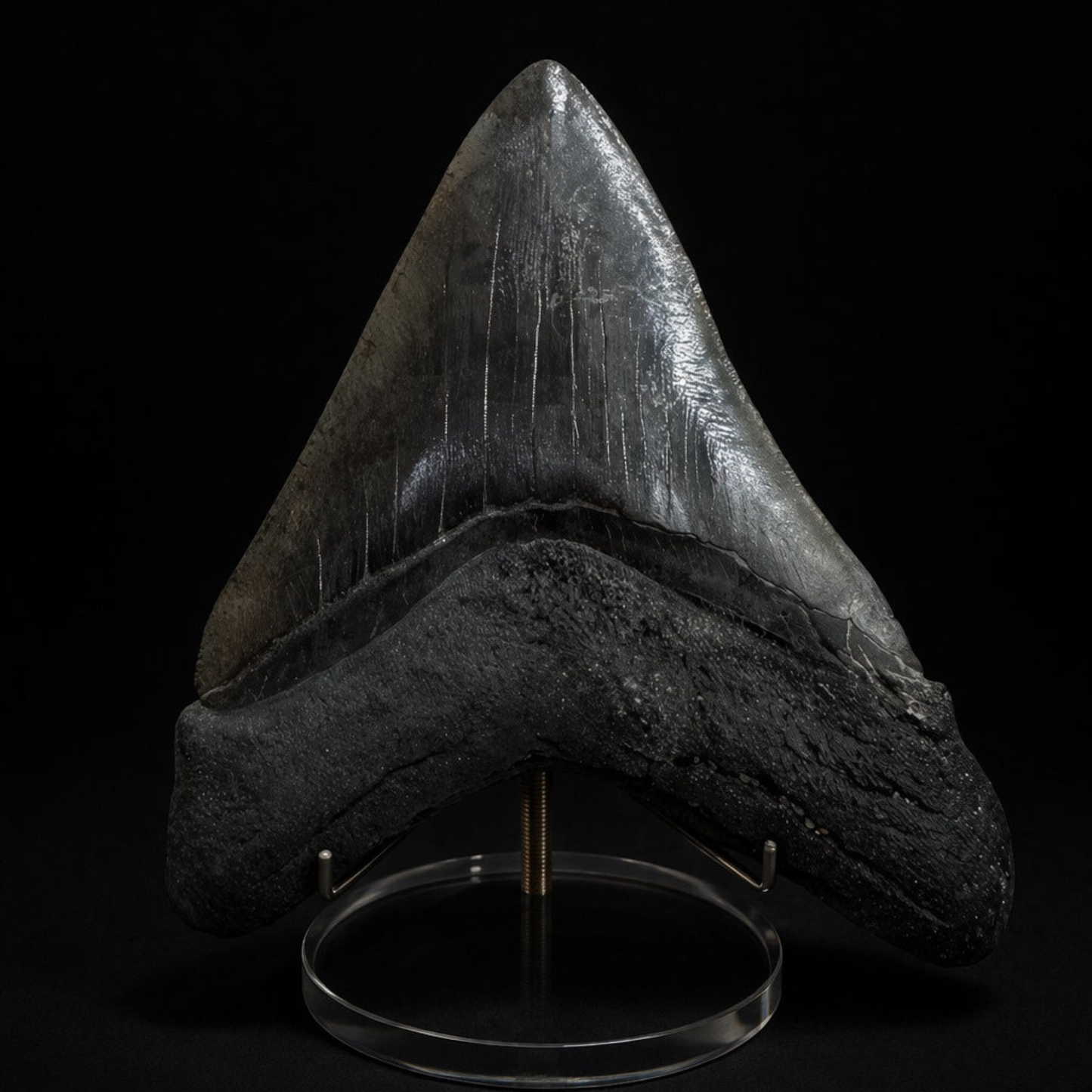 Large Fossilized Megaladon Tooth