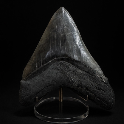Large Fossilized Megaladon Tooth