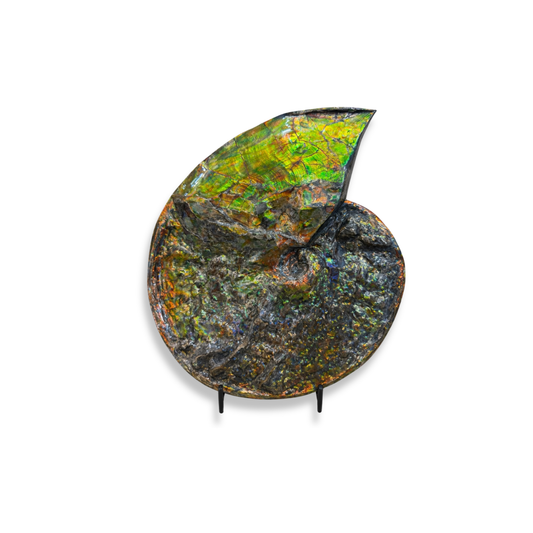 Museum-Scale Ammolite Ammonite Fossil