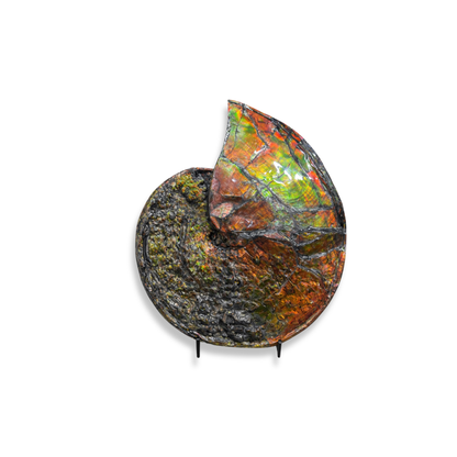 Museum-Scale Ammolite Ammonite Fossil