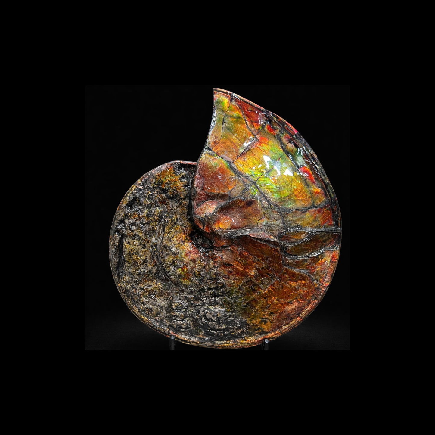 Museum-Scale Ammolite Ammonite Fossil