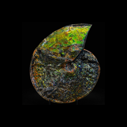Museum-Scale Ammolite Ammonite Fossil